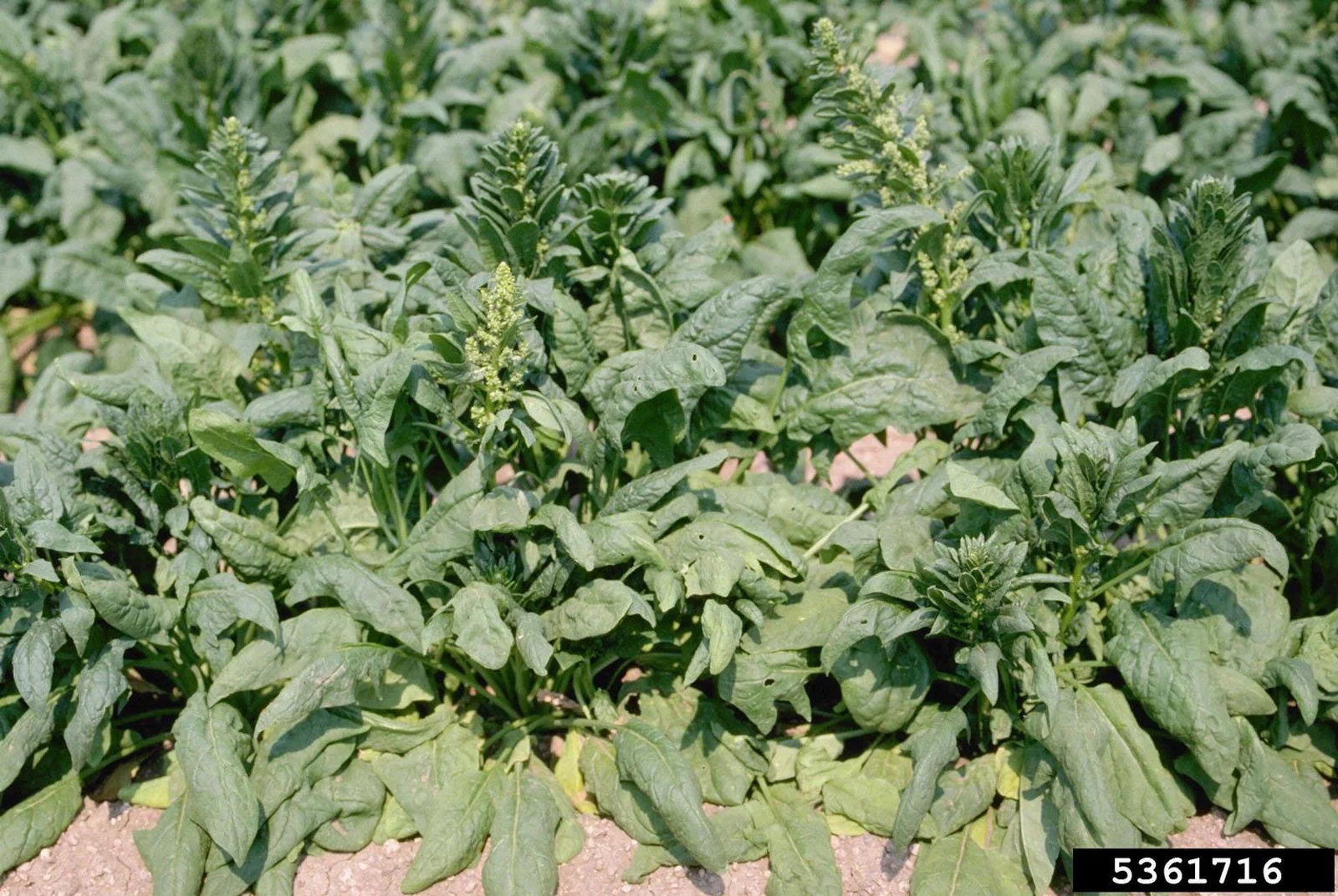 Understanding the Reasons Behind Flowering Spinach