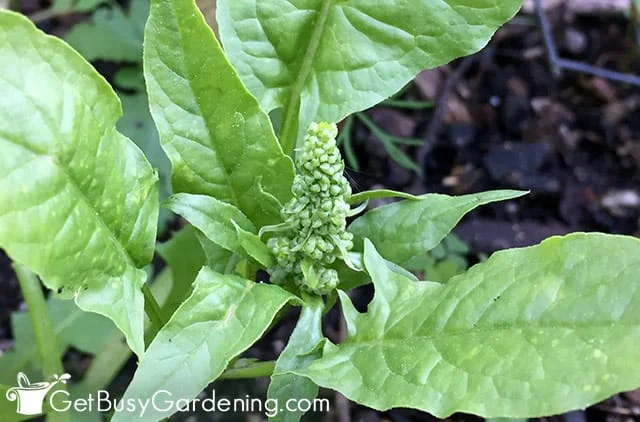 Understanding the Reasons Behind Flowering Spinach
