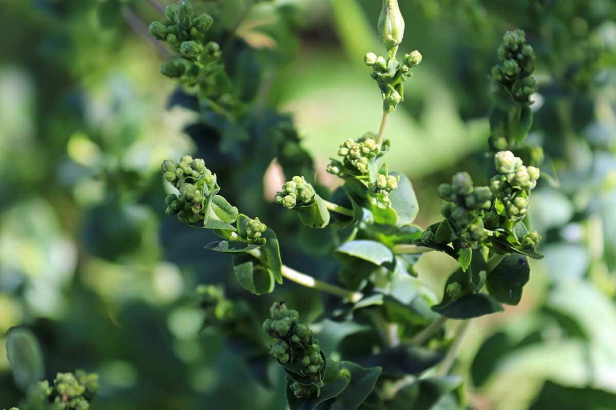 Understanding the Reasons Behind Flowering Spinach Understanding the Reasons Behind Flowering Spinach