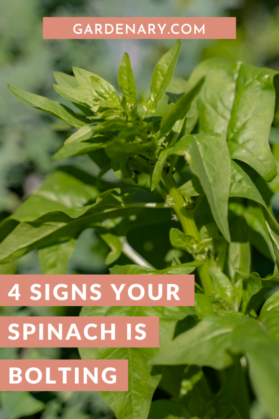 Understanding the Reasons Behind Flowering Spinach Understanding the Reasons Behind Flowering Spinach