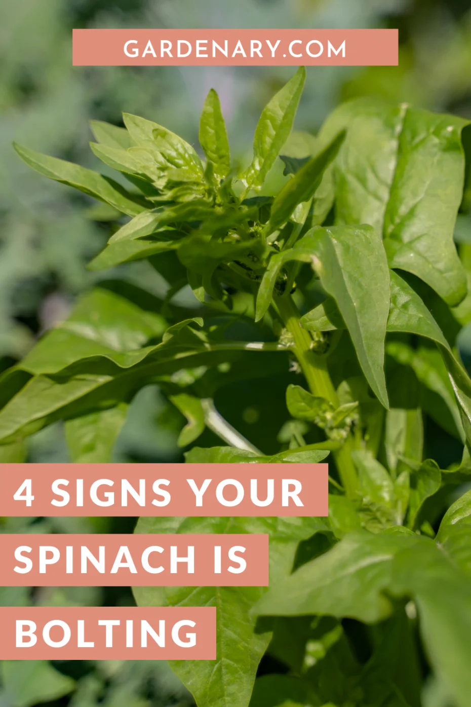 Understanding the Reasons Behind Flowering Spinach