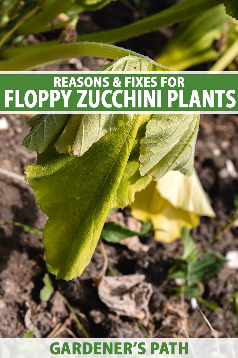 Understanding the Reasons Behind the Decline of Zucchini Plants Understanding the Reasons Behind the Decline of Zucchini Plants