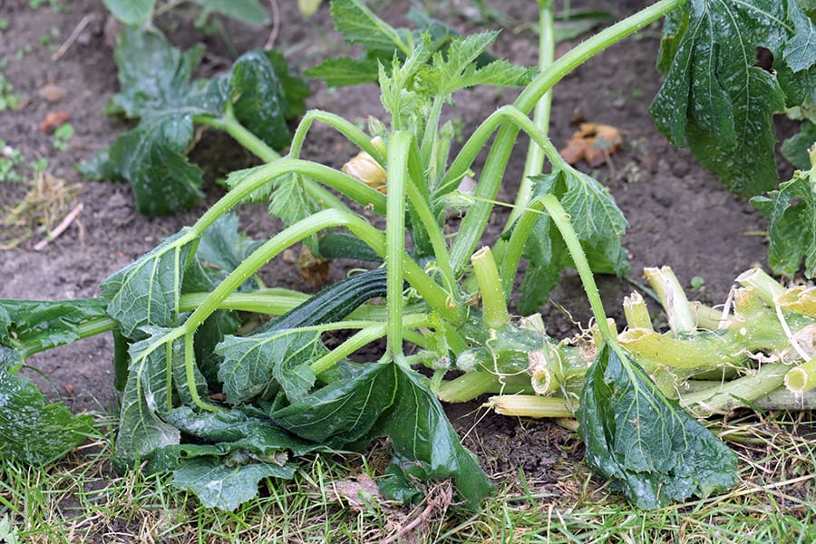 Understanding the Reasons Behind the Decline of Zucchini Plants Understanding the Reasons Behind the Decline of Zucchini Plants