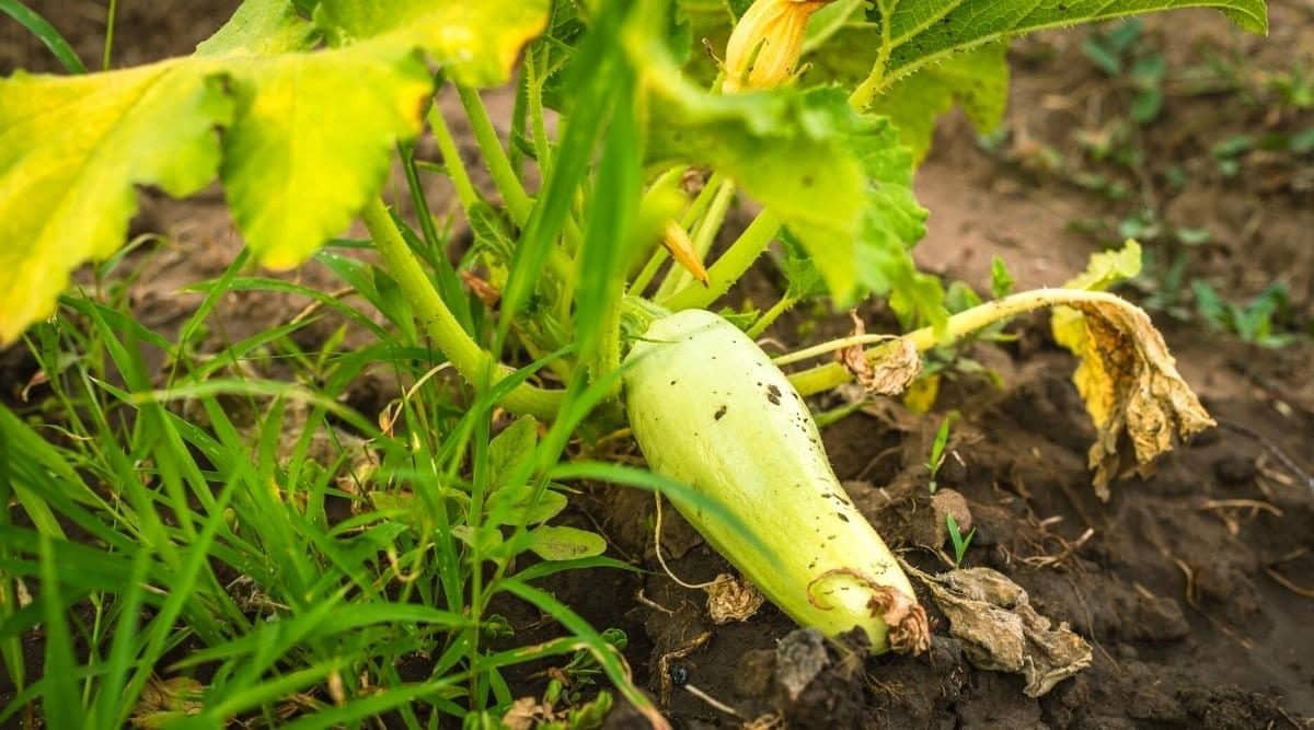 Understanding the Reasons Behind the Decline of Zucchini Plants Understanding the Reasons Behind the Decline of Zucchini Plants
