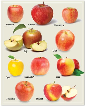 What Apples Are Similar To Honeycrisp What Apples Are Similar To Honeycrisp