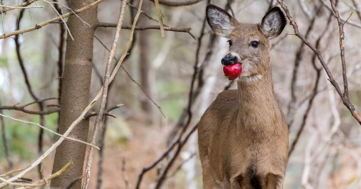 What Are Deer Apples