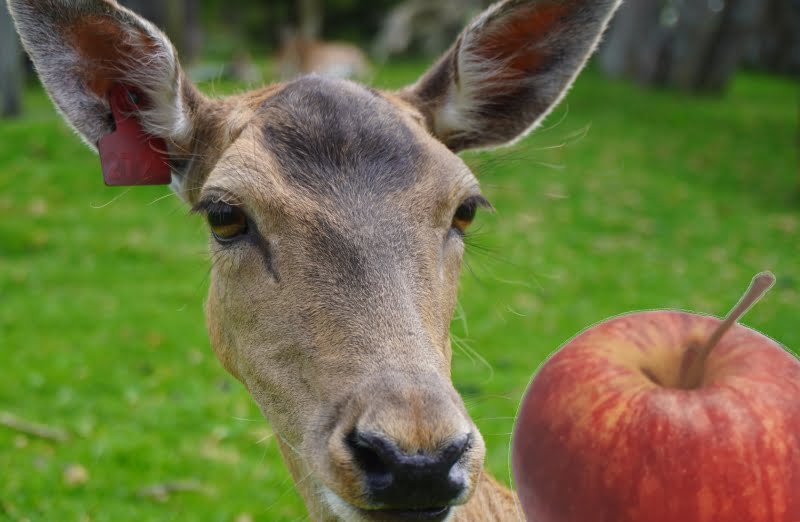 What Are Deer Apples