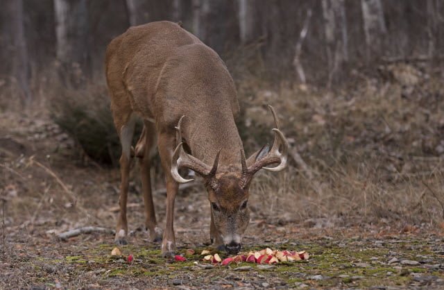 What Are Deer Apples
