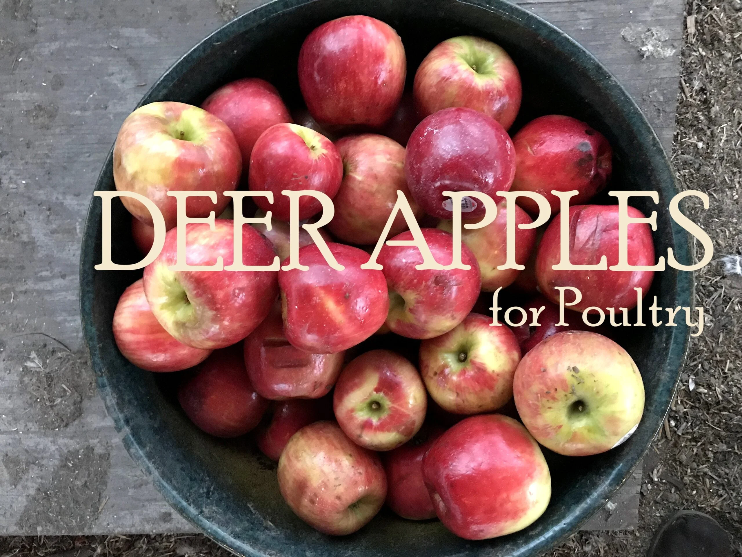 What Are Deer Apples