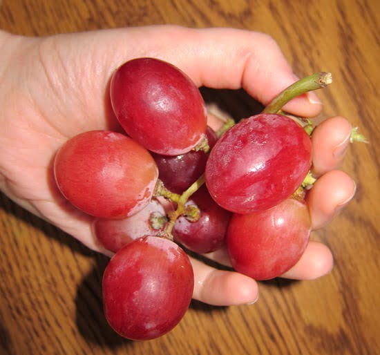 What Are Holiday Grapes
