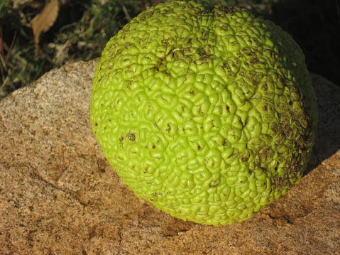 What are horse apples? What are horse apples?