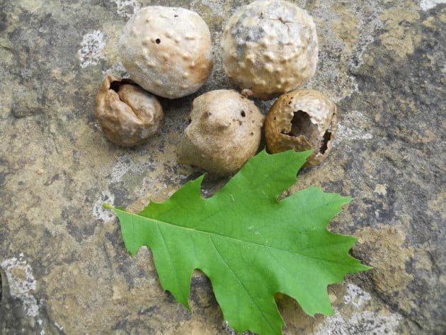 What Are Oak Apples What Are Oak Apples