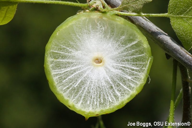 What Are Oak Apples What Are Oak Apples