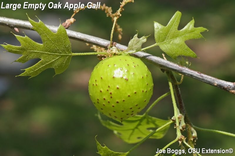What Are Oak Apples What Are Oak Apples