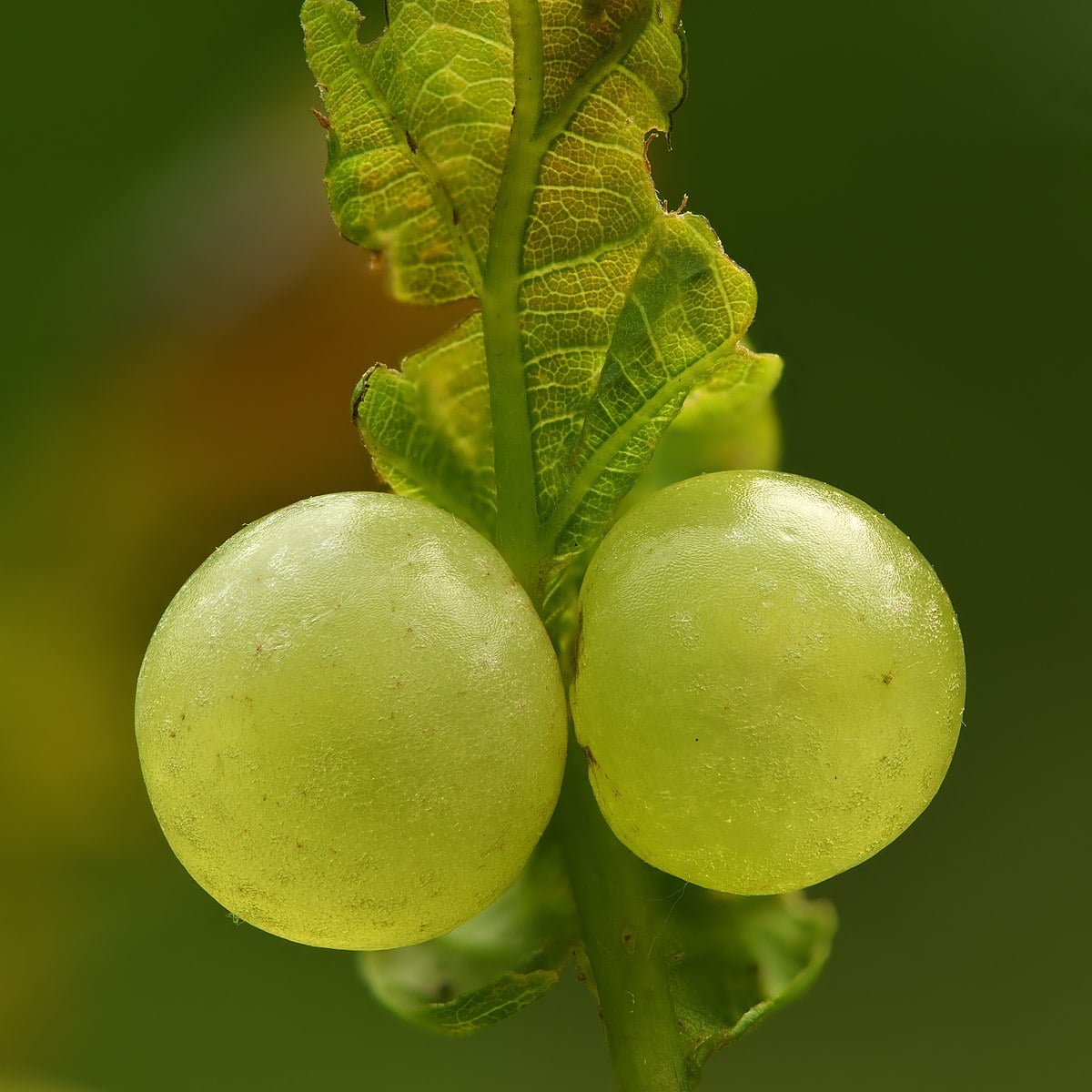 What Are Oak Apples What Are Oak Apples