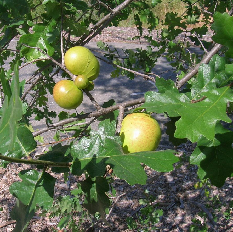 What Are Oak Apples What Are Oak Apples