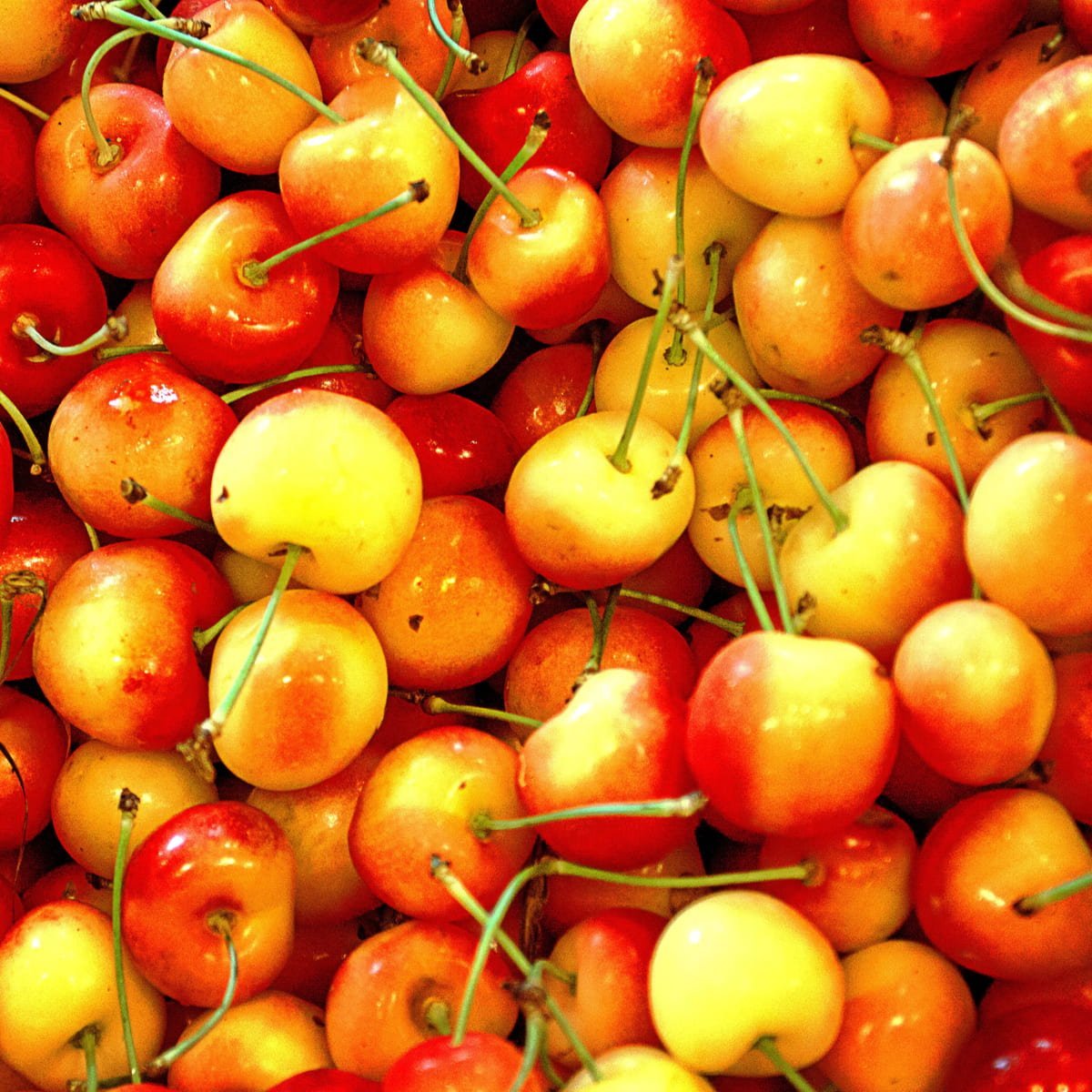 What Are Rainier Cherries What Are Rainier Cherries