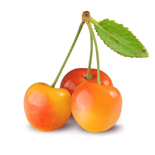 What Are Rainier Cherries What Are Rainier Cherries