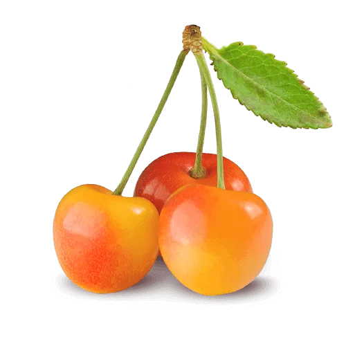 What Are Rainier Cherries