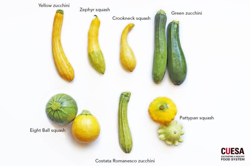 What Are the Differences Between Zucchini and Squash? What Are the Differences Between Zucchini and Squash?