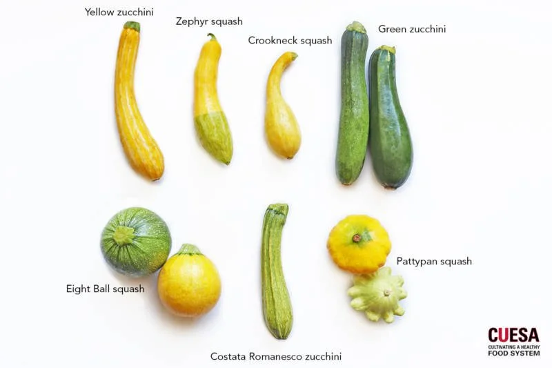 What Are the Differences Between Zucchini and Squash?
