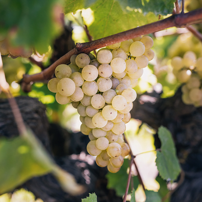 What Are White Grapes What Are White Grapes