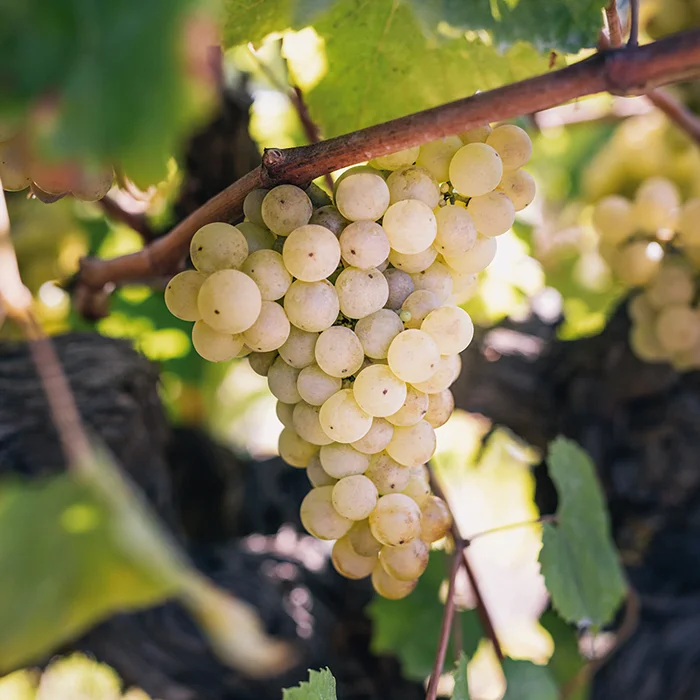 What Are White Grapes