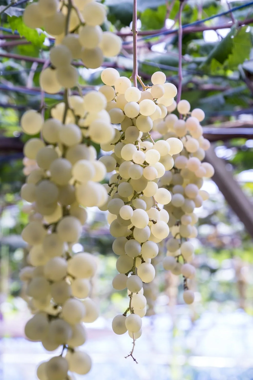 What Are White Grapes