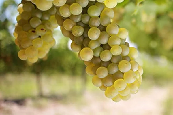 What Are White Grapes