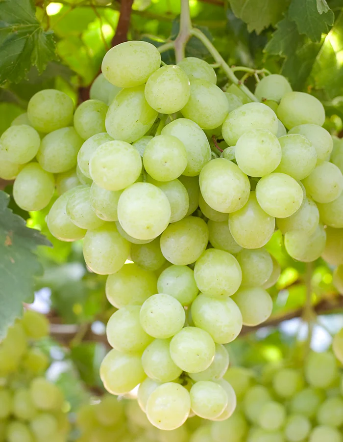 What Are White Grapes