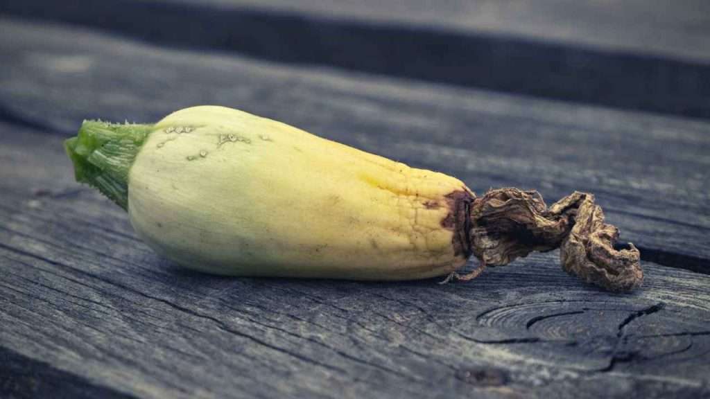 What Causes Zucchini End Rot: Understanding the Factors What Causes Zucchini End Rot: Understanding the Factors