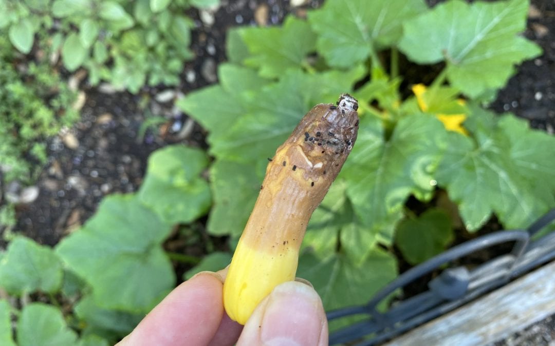 What Causes Zucchini End Rot: Understanding the Factors What Causes Zucchini End Rot: Understanding the Factors