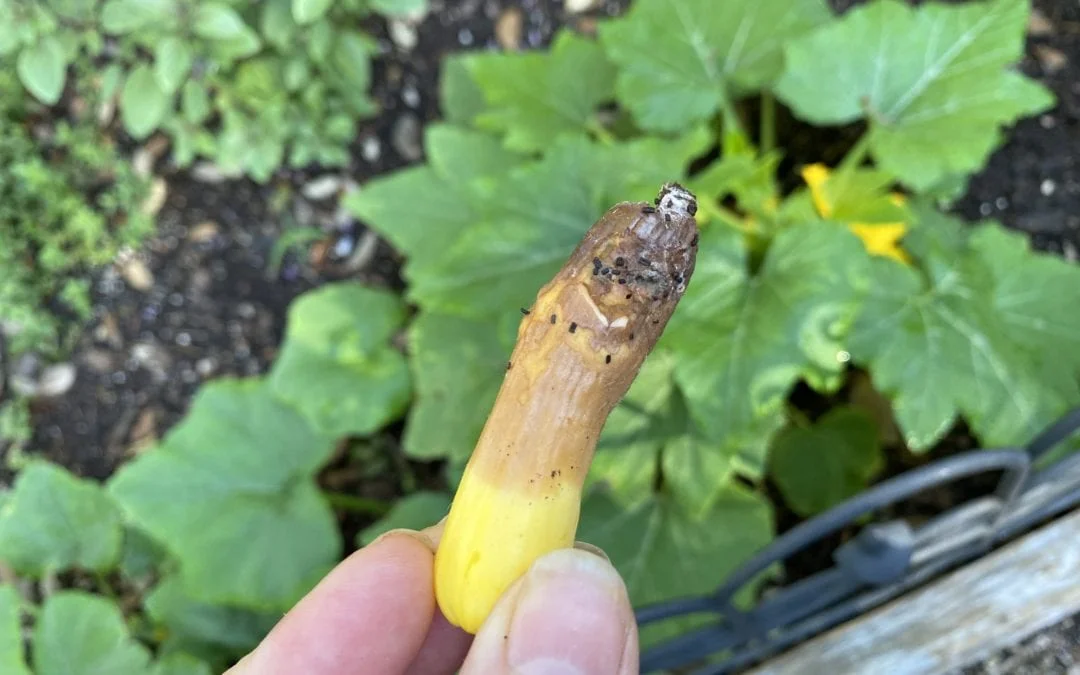 What Causes Zucchini End Rot: Understanding the Factors