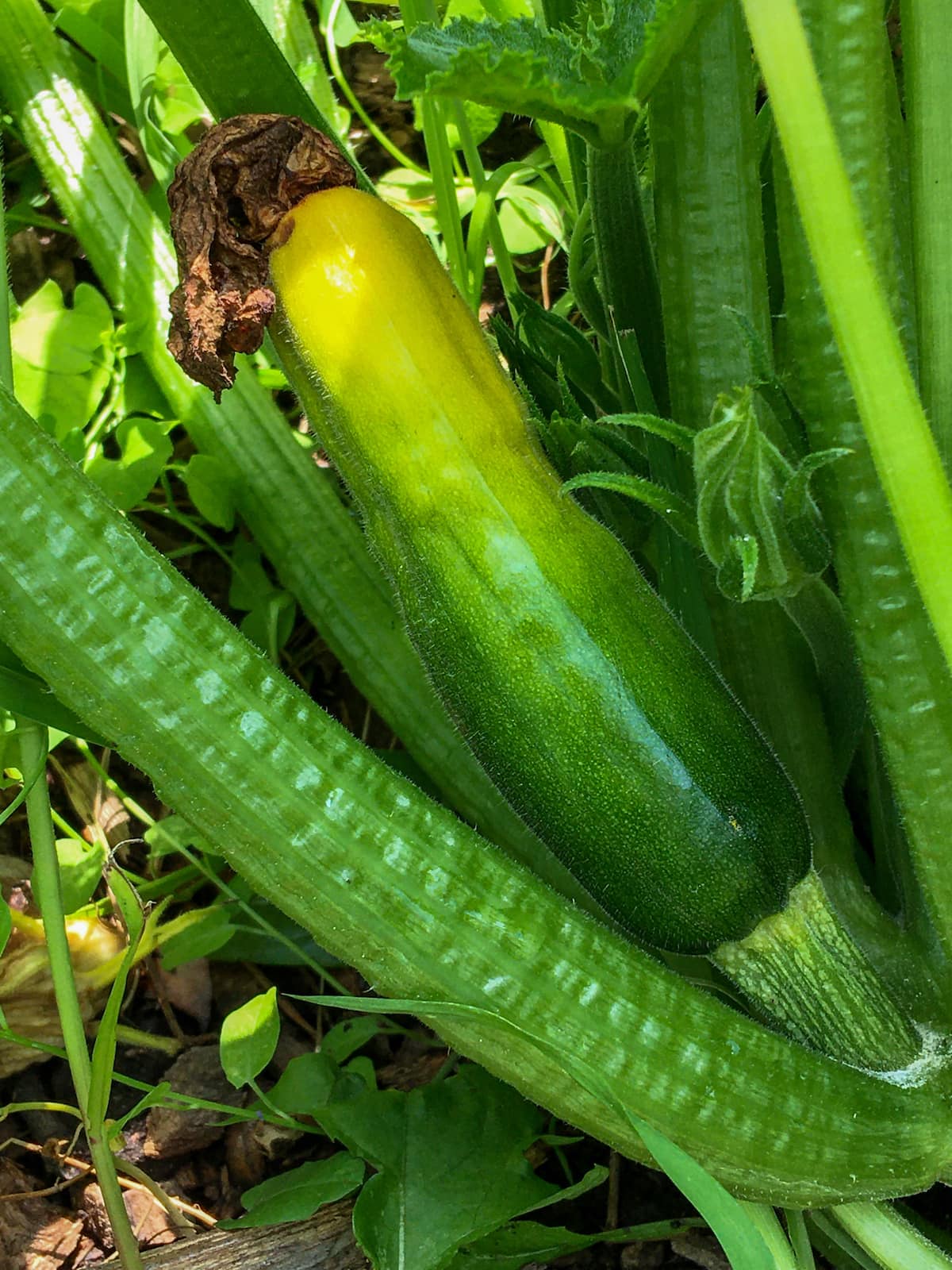 What Causes Zucchini End Rot: Understanding the Factors What Causes Zucchini End Rot: Understanding the Factors