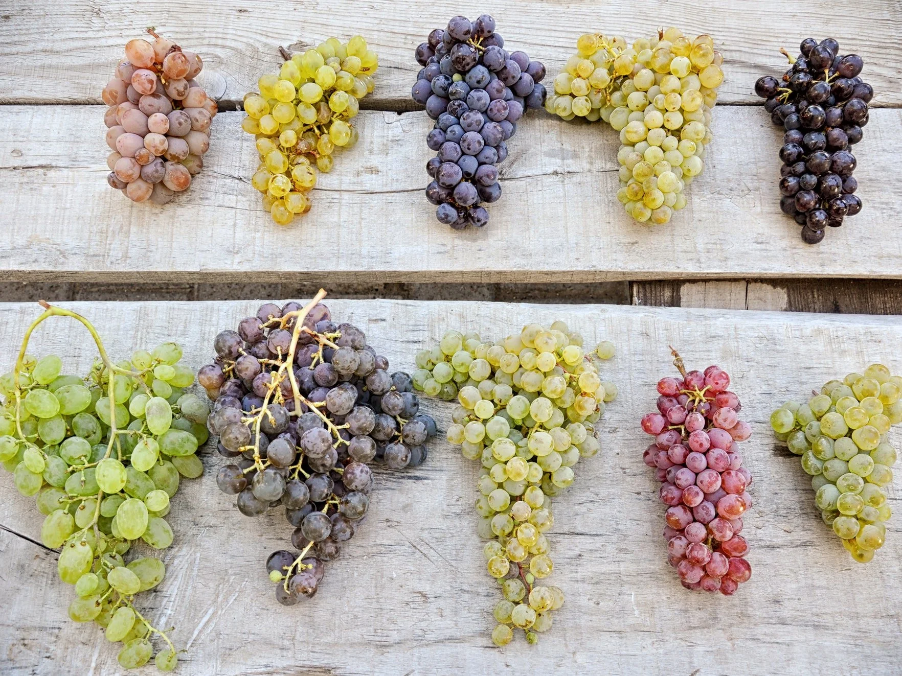 What Color Grapes Are The Sweetest
