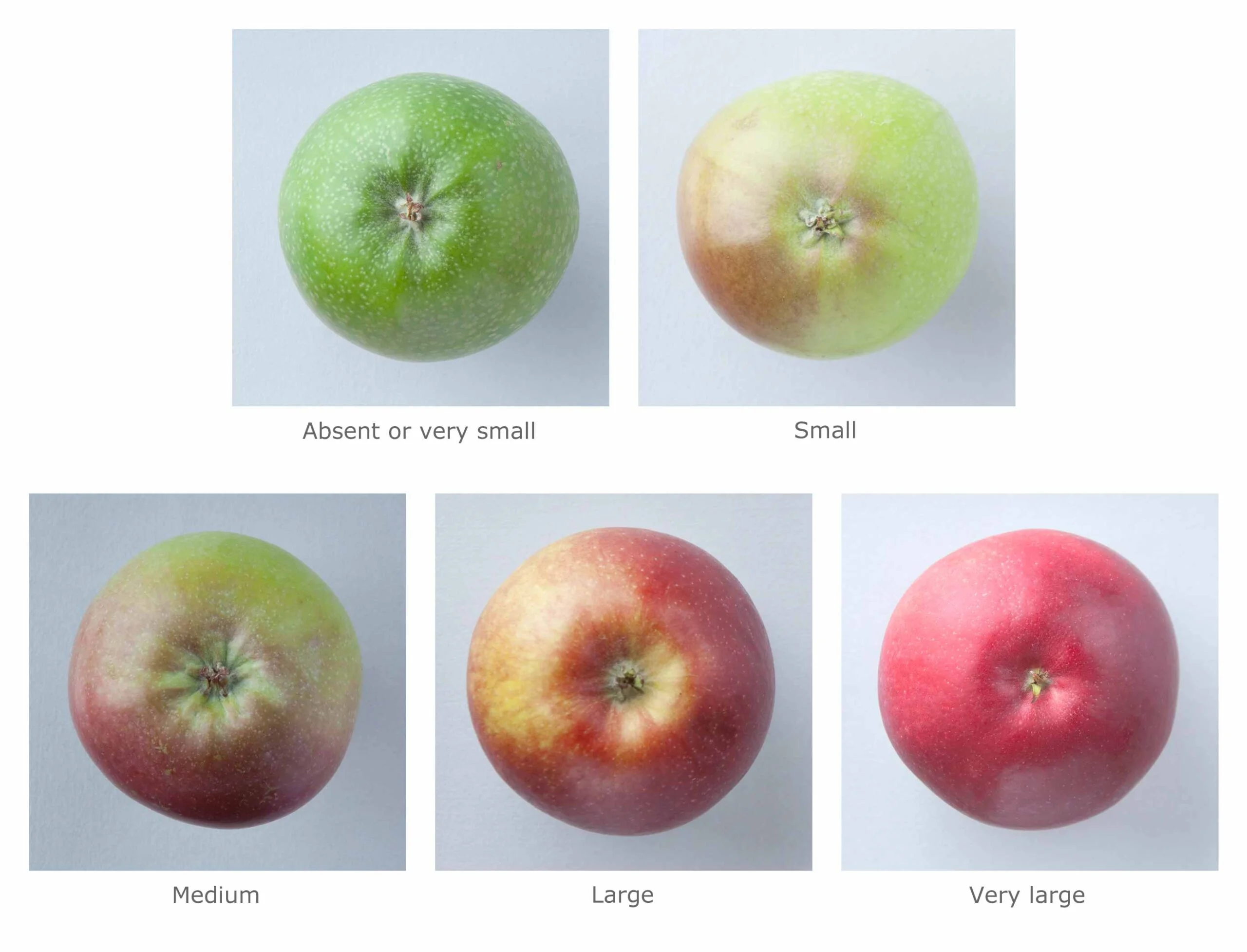 What Colors Are Apples