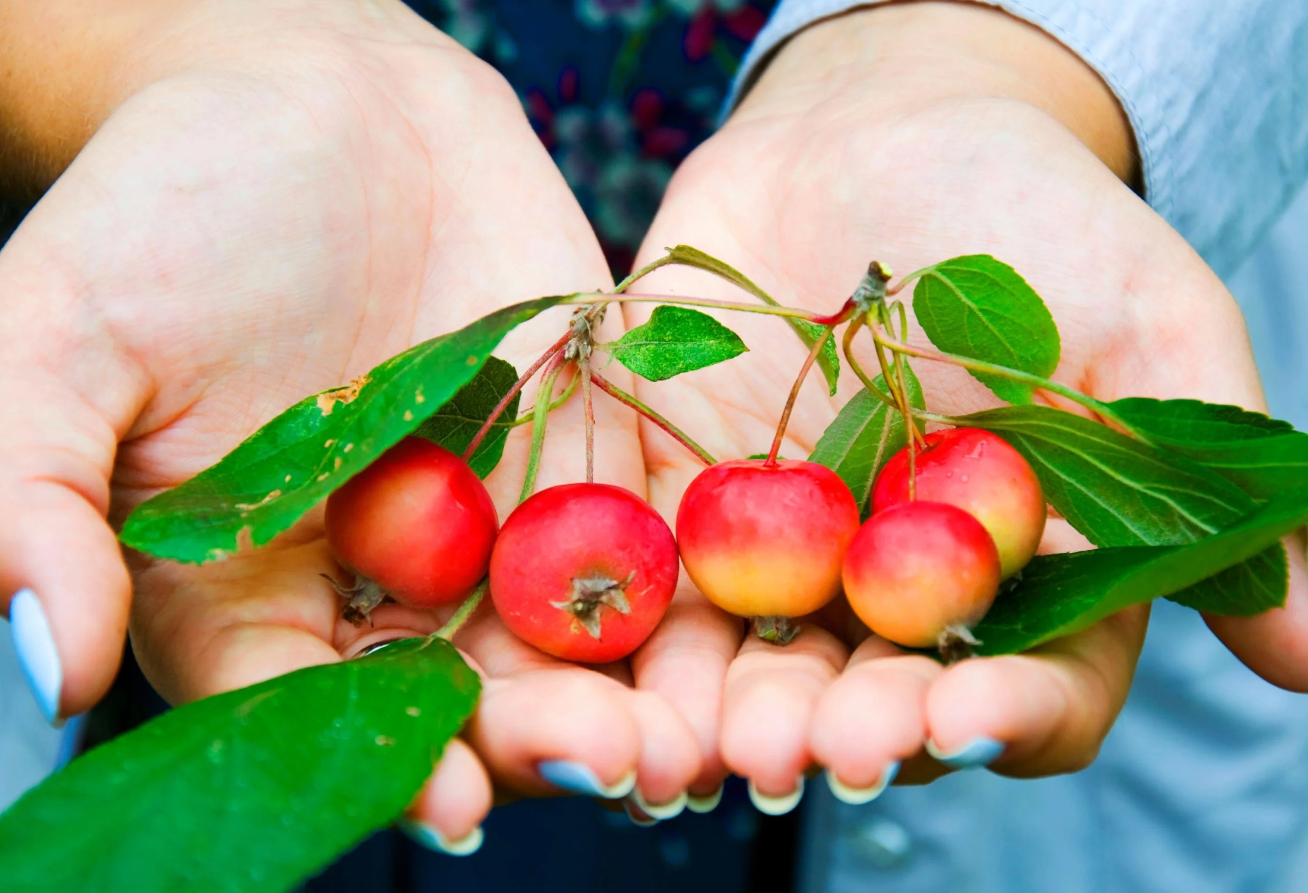 What Do Crab Apples Look Like