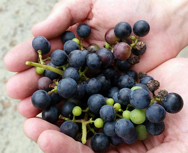 What Do Wild Grapes Look Like What Do Wild Grapes Look Like