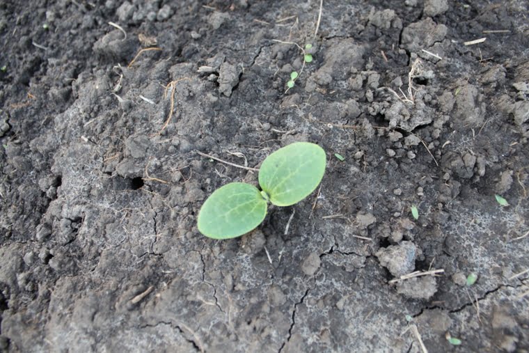 What Do Zucchini Sprouts Look Like? GreenThumbsGuide