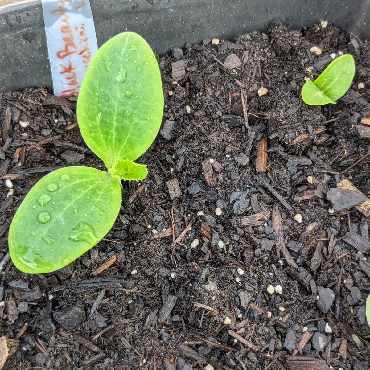 What Do Zucchini Sprouts Look Like? GreenThumbsGuide