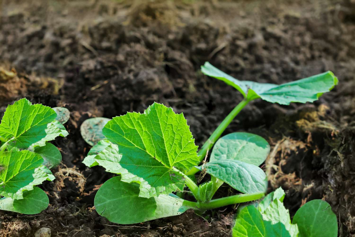 What Do Zucchini Sprouts Look Like? GreenThumbsGuide
