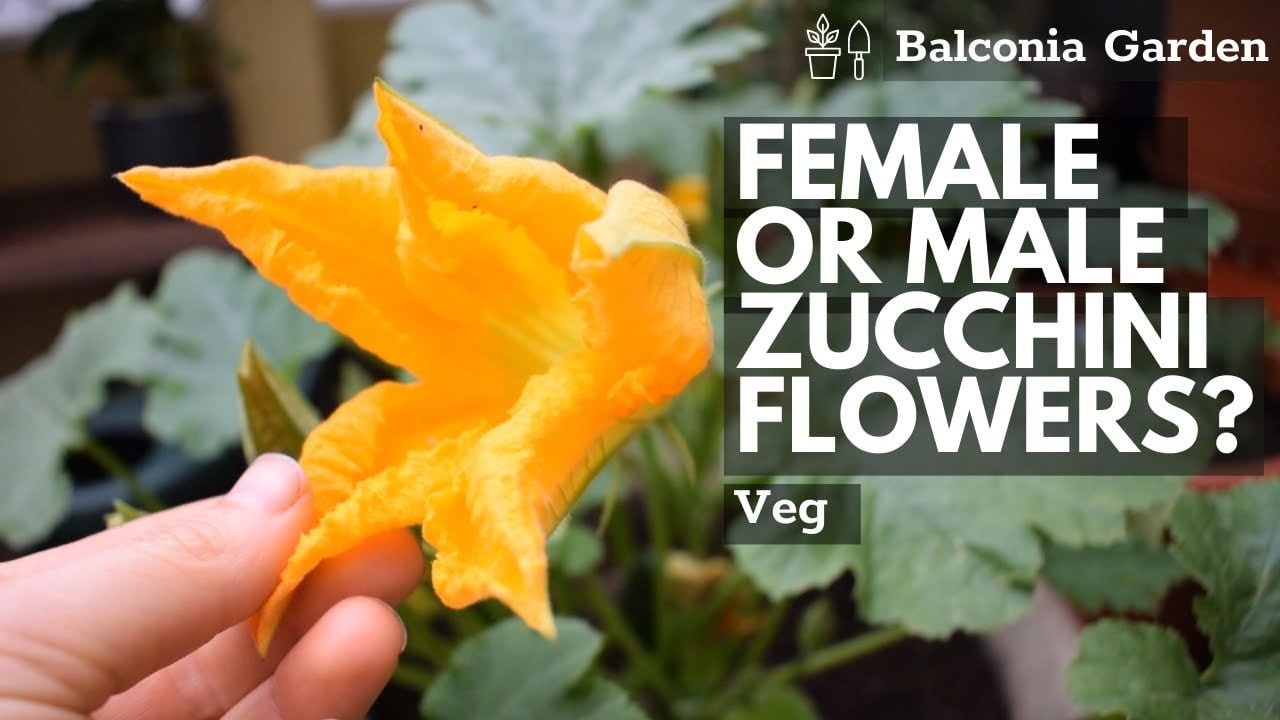 What does a male zucchini flower look like GreenThumbsGuide