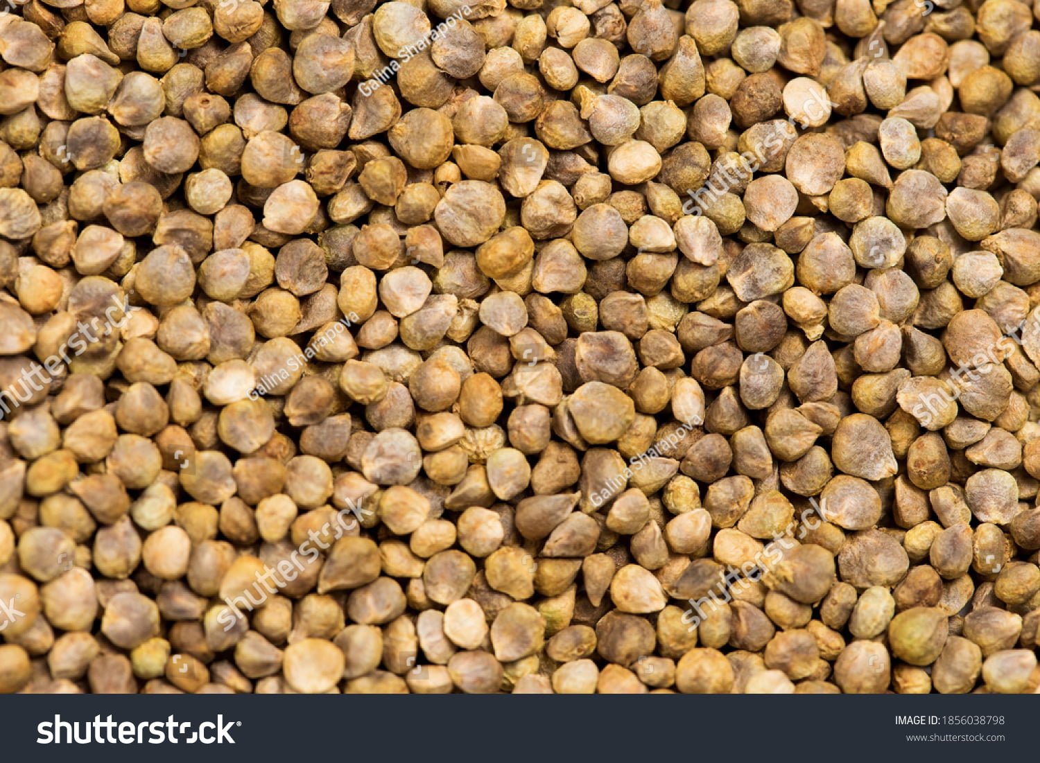 What Does a Spinach Seed Look Like? What Does a Spinach Seed Look Like?