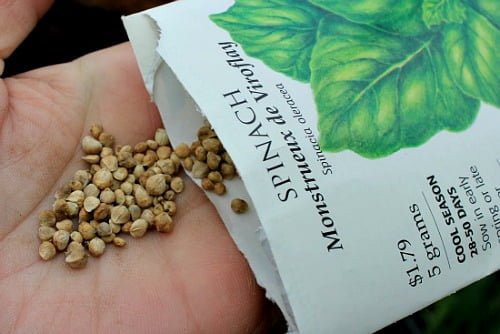 What Does a Spinach Seed Look Like? What Does a Spinach Seed Look Like?