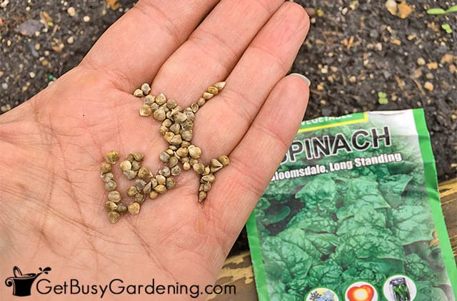 What Does a Spinach Seed Look Like? What Does a Spinach Seed Look Like?