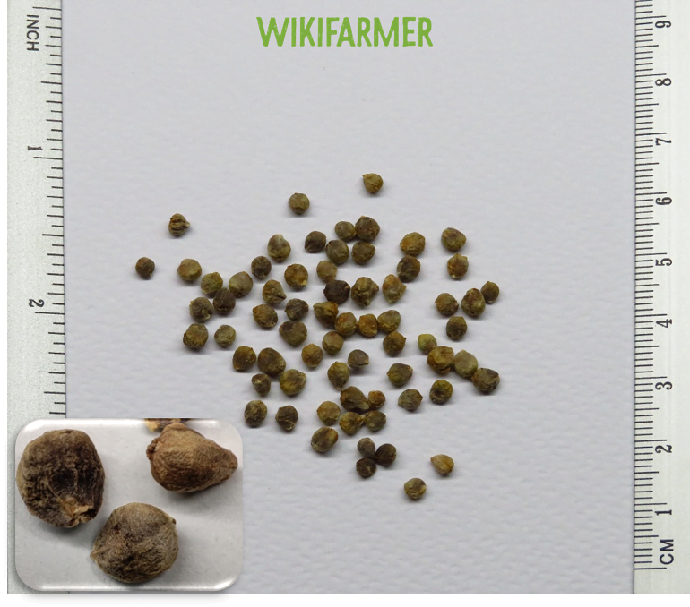 What Does a Spinach Seed Look Like? What Does a Spinach Seed Look Like?