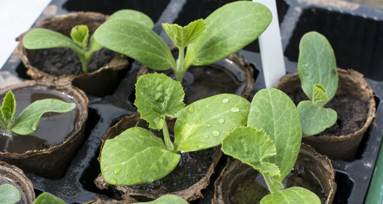 What Does a Zucchini Seedling Look Like? What Does a Zucchini Seedling Look Like?