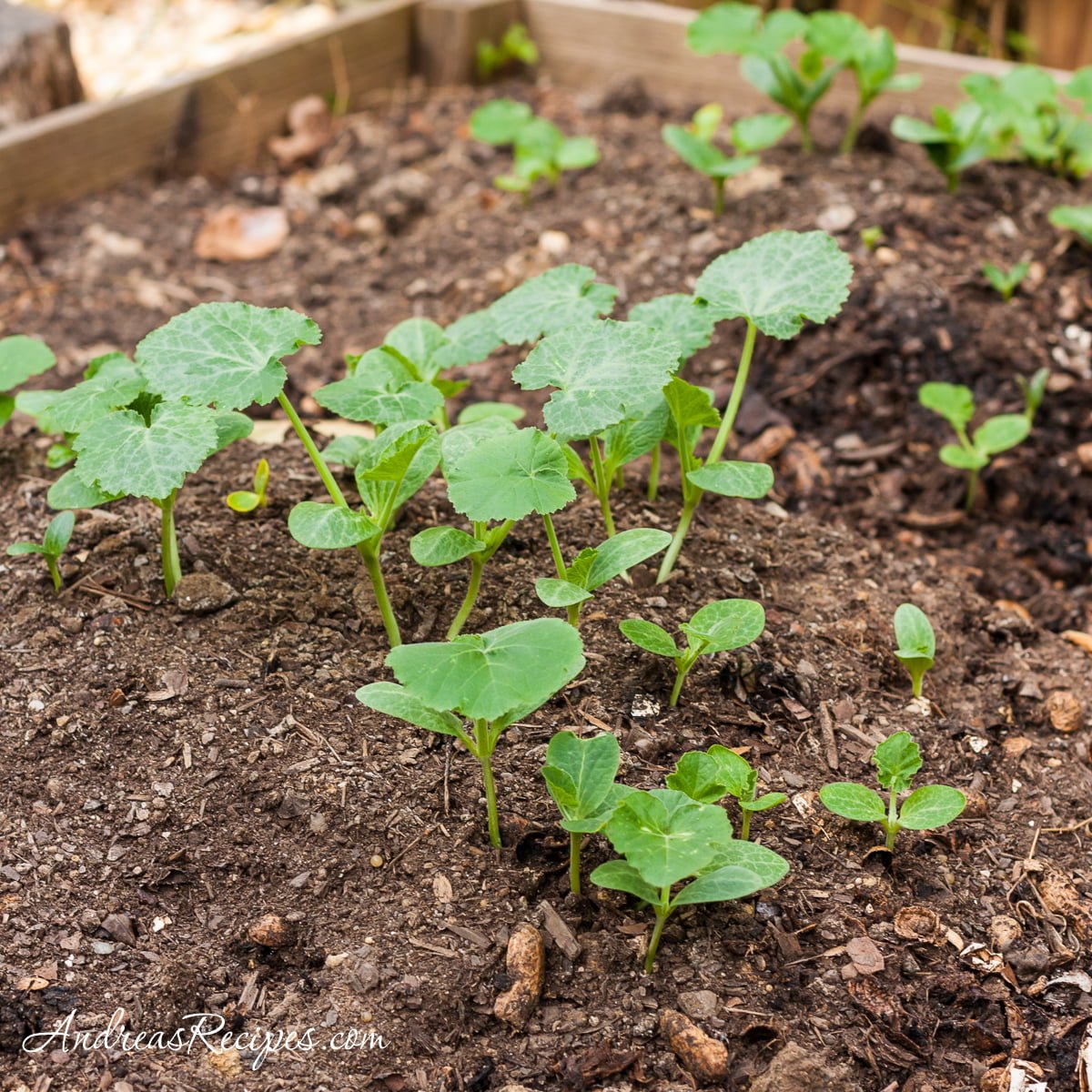 What Does a Zucchini Seedling Look Like? What Does a Zucchini Seedling Look Like?