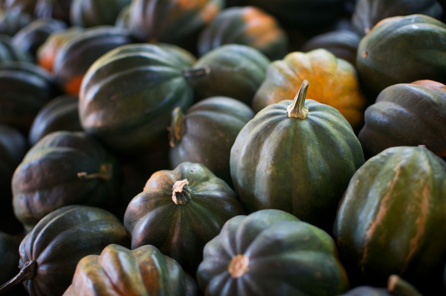 What Does Acorn Squash Look Like? What Does Acorn Squash Look Like?
