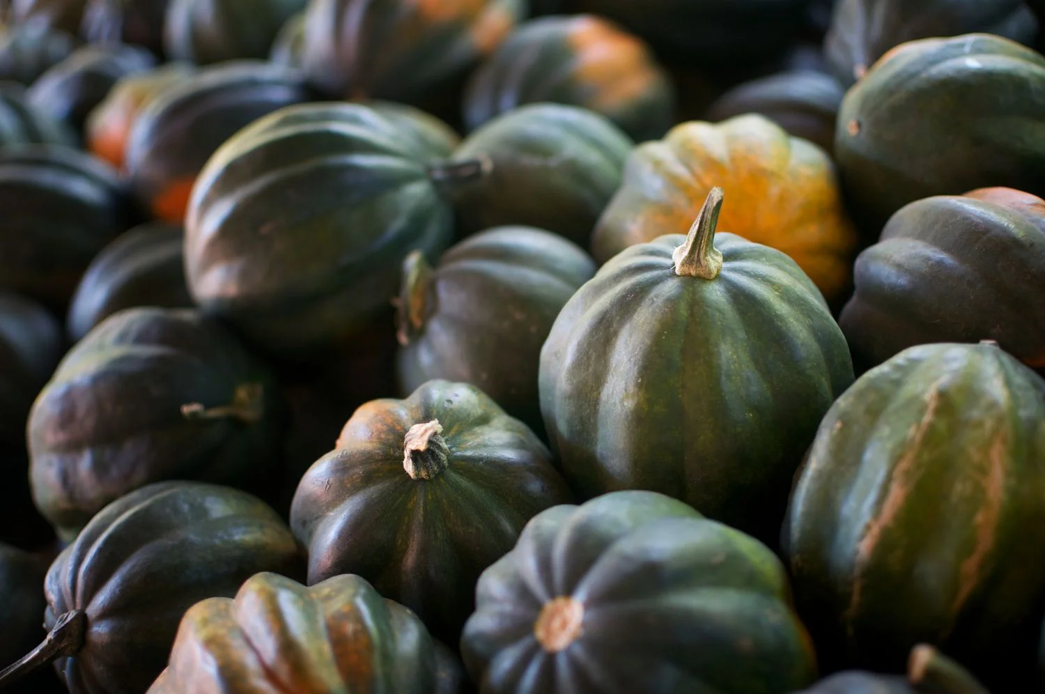 What Does Acorn Squash Look Like?